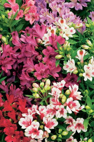 Alstremeria - Alstroemeria - duża paczka! - 10 szt.