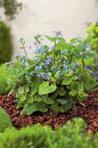 Brunera wielkolistna - Brunnera Macrophylla - GIGA paczka! - 50 szt.