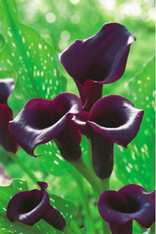 Calla Schwarzwalder - GIGA paczka! - 50 szt.