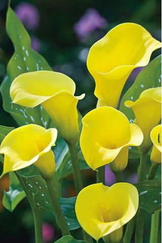 Calla Cream - GIGA paczka! - 50 szt.