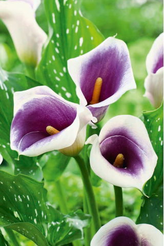 Calla fioletowo-biała - Picasso - GIGA paczka! - 50 szt.