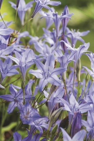 Hiacynt kalifornijski, Brodiaea - Queen Fabiola - GIGA paczka! - 500 szt.