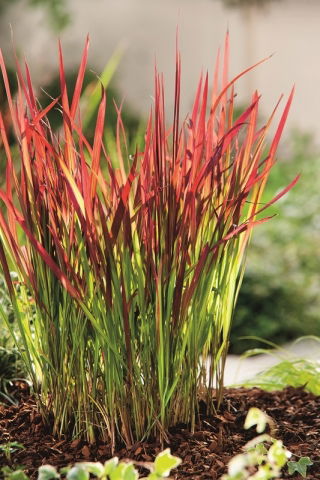 Imperata cylindryczna - Red Baron - GIGA paczka! - 50 szt.