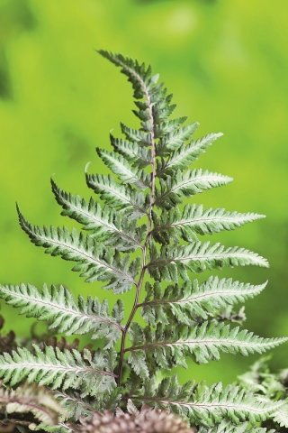 Paproć ogrodowa - Pictum - sadzonka - GIGA paczka! - 50 szt.