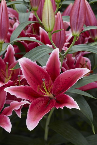 Lilia Chartwell - orientalna, pachnąca