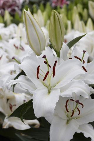 Lilia White Balloons - orientalna, pachnąca