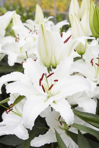 Lilia White Lantern - orientalna, pachnąca - duża paczka! - 10 szt.