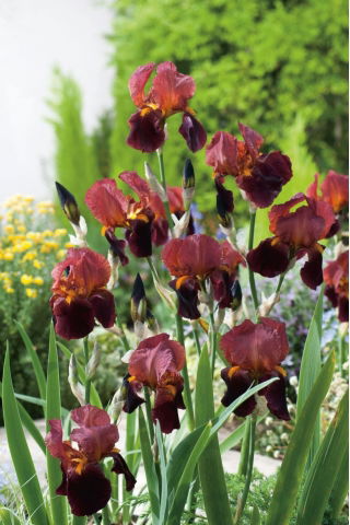 Kosaciec, Irys - Bordowo-czekoladowy - Queeche - duża paczka! - 10 szt.