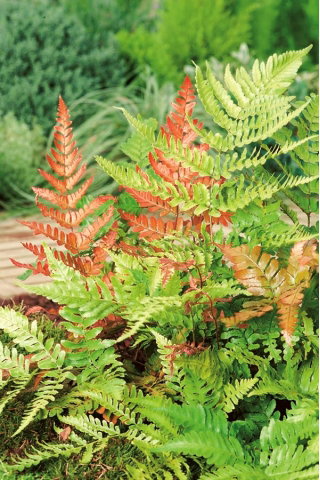 Paproć ogrodowa - Brillance Autumn - sadzonka - duża paczka! - 10 szt.