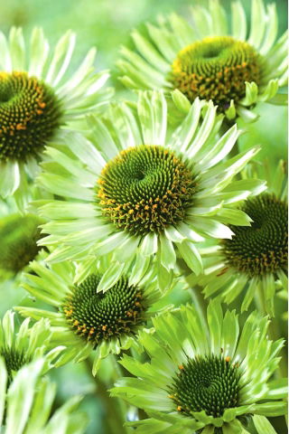 Jeżówka zielona - Green Jewel - GIGA paczka! - 50 szt.