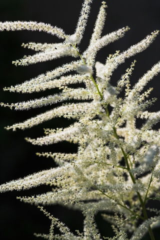 Parzydło leśne - Aruncus dioicus - GIGA paczka! - 50 szt.