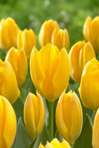 Tulipan Golden Purissima - GIGA paczka! - 250 szt.