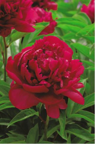 Piwonia, Paeonia - Madame Gaaudichau - sadzonka