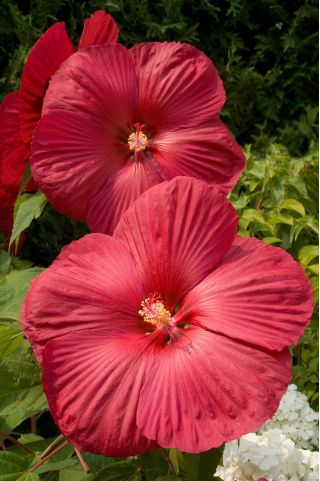 Ketmia bagienna, Hibiscus