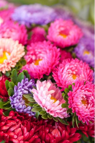 Aster - King Size - wysoki, nawet do 100 cm