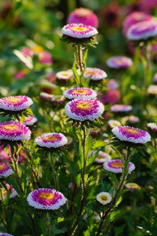 Aster - Liliput Moonshine - mieszanka