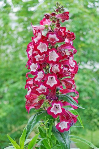 Penstemon