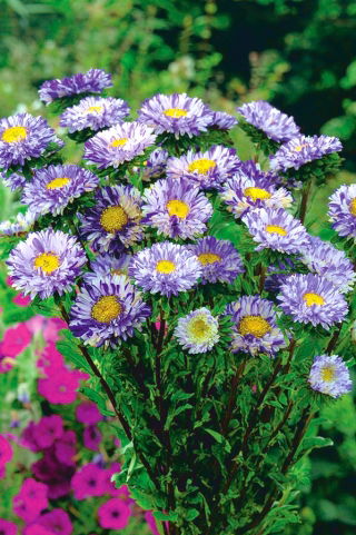 Aster karłowy Ribbon Blue - niebieski