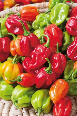 Papryka Habanero - piekielnie ostra