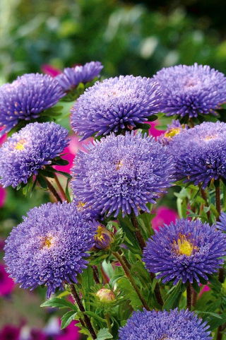 Aster pomponowy Bolero - jasnoniebieski