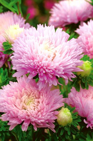 Aster peoniowy Jadwiga - wysoki, jasnoróżowy