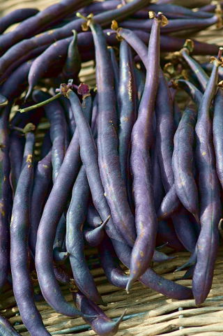 Fasola Purple Teepee - szparagowa, karłowa