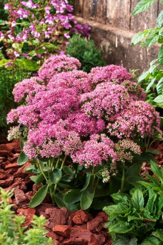 Rozchodnik Carl - Sedum - sadzonka - duża paczka! - 10 szt.