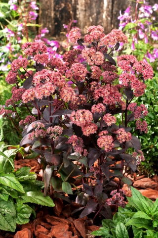 Rozchodnik José Aubergine - Sedum - sadzonka