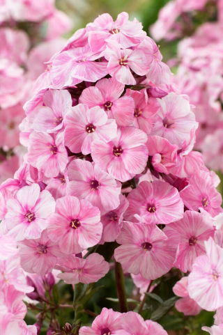 Floks (Phlox) - Płomyk wiechowaty - Picasso - duża paczka! - 10 szt.