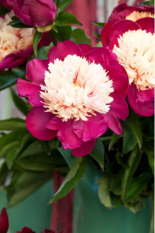 Piwonia, Paeonia - White Cap - sadzonka - duża paczka! - 10 szt.
