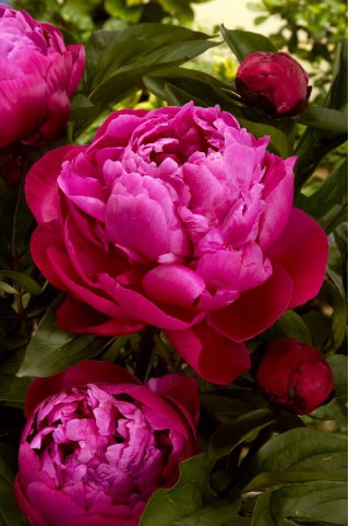 Piwonia, Paeonia - Red Sarah Bernhardt - sadzonka - duża paczka! - 10 szt.