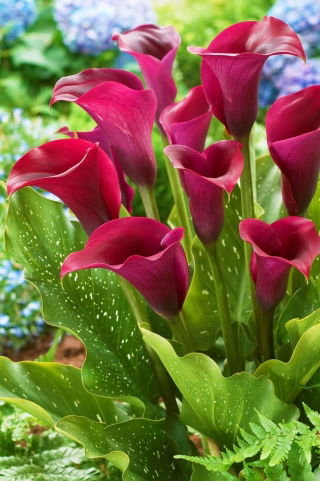 Calla Saigon - duża paczka! - 10 szt.