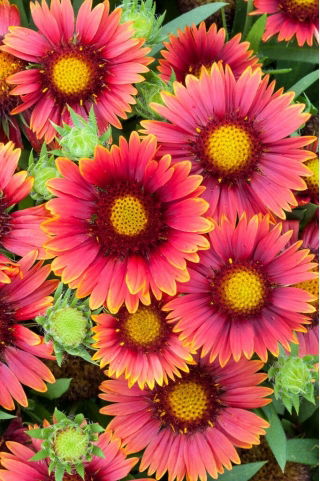 Gailardia Arizona Red Shades - sadzonka - GIGA paczka! - 50 szt.