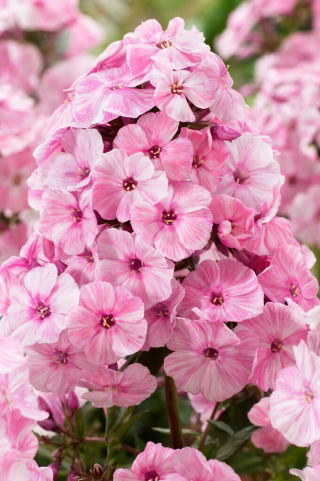 Floks (Phlox) - Płomyk wiechowaty - Picasso - GIGA paczka! - 50 szt.