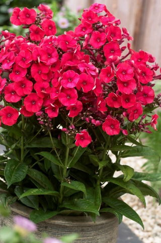 Floks (Phlox) - Płomyk wiechowaty - Grenadine Dream - GIGA paczka! - 50 szt.