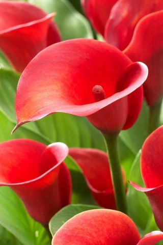 Calla Red Alert - GIGA paczka! - 50 szt.