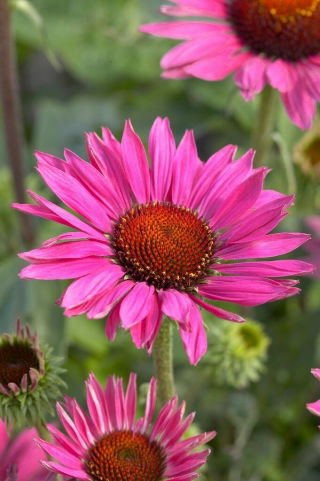 Jeżówka purpurowa - Vintage Wine - GIGA paczka! - 50 szt.