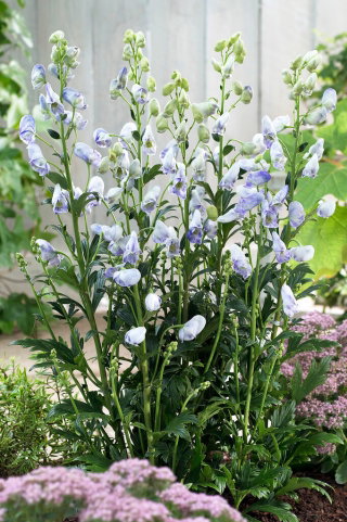 Tojad jasnoniebieski - Aconitum Cloudy - sadzonka - GIGA paczka! - 50 szt.