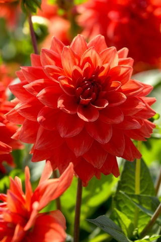 Dalia - New Orange - GIGA paczka! - 50 szt.