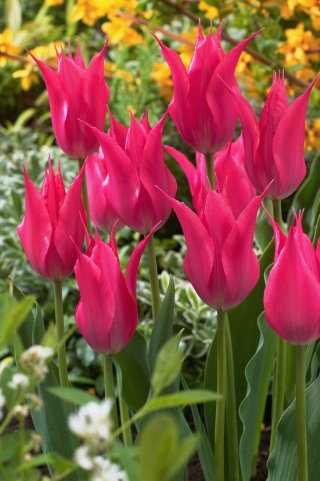 Tulipan liliokształtny różowy - Lilyflowering pink - 5 szt.