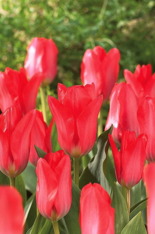 Tulipan Spring Pearl - GIGA paczka! - 250 szt.