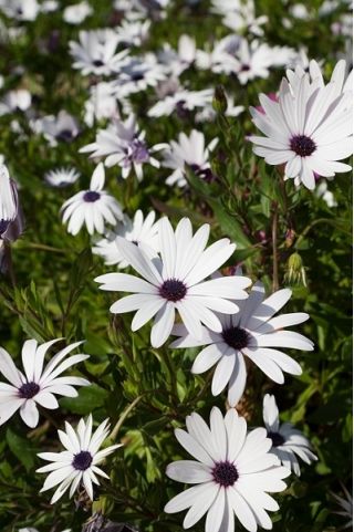 Osteospermum białe