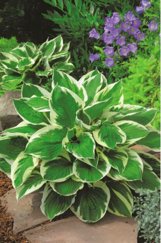 Funkia - Hosta Minute Man