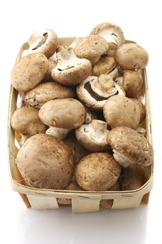 Pieczarka brązowa - grzybnia na ziarnie do uprawy w ogrodzie lub pomieszczeniu - 1 kg