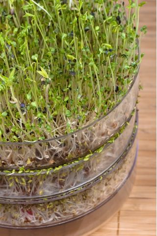 Hodowla kiełków - Naczynie do produkcji kiełków - Kiełkownica - 2 szalki