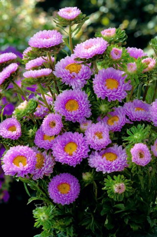 Aster półpełny Iskra - liliowy