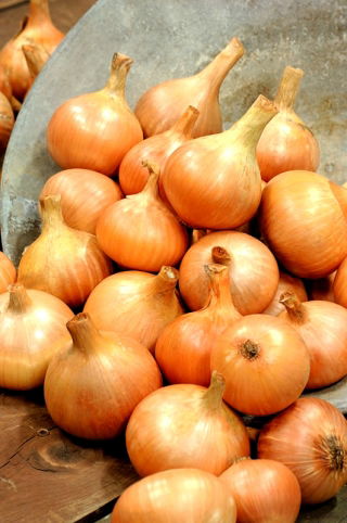 Cebula Algida - 100 gram