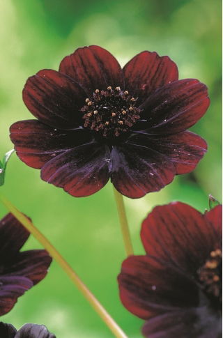 Kosmos czekoladowy - Atrosanguineus - GIGA paczka! - 50 szt.