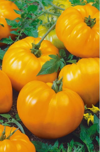 Pomidor Oxheart Orange – pomarańczowe bawole serce, bardzo mięsisty