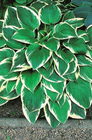 Funkia - Hosta Fortunei Francee